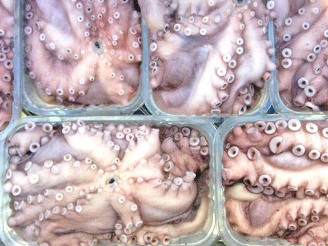 Octopus