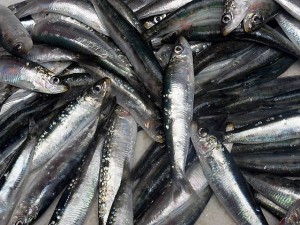 sardinha