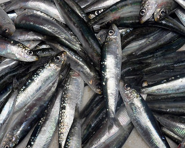 Sardinha