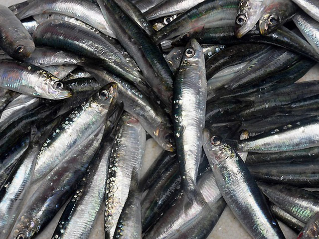 Sardinha