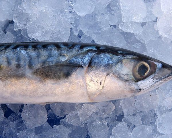 Atlantic Mackerel