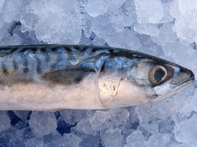 Atlantic Mackerel