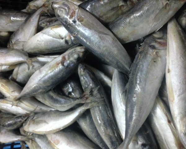 Horse Mackerel