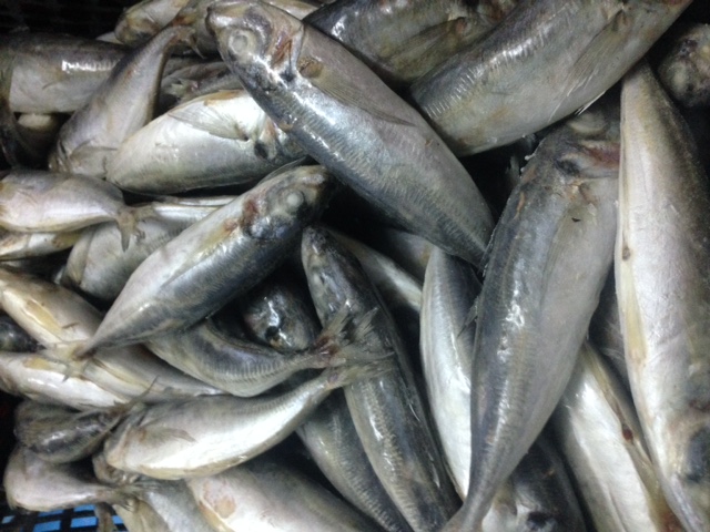 Horse Mackerel